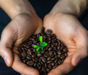 Photo de mains avec grain de café à l'intérieur